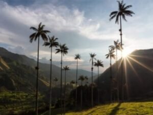 Tour parque del cafe, tour panaca, tour jardin botanico y mariposario, tour recuca, tour termales de santa rosa, tour salento valle del cocora, glamping en salento.