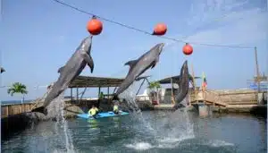 foto-acuario-rodadero-santa-marta