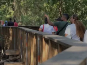 cienaga-mallorquin-600x628